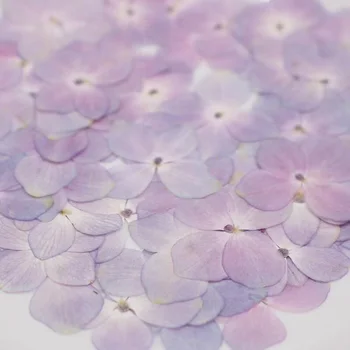 120pcs Secado Prensado Natural de color Rosa-Púrpura Hortensia Flores de la Planta de Herbario Para la Joyería Marcador Caso de Teléfono de un Álbum de recortes de BRICOLAJE