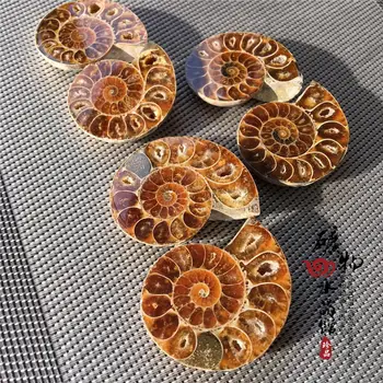 5Pcs/Lot Natural Amonita Espécimen Fósil de Shell de la Curación de 20 mm a 30 mm 32463