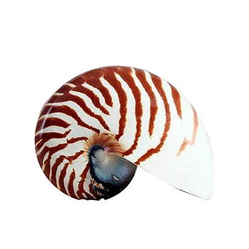 7-13CM Gran Tornillo Natural de Concha de Nautilus Shell de Estrellas de mar en Casa Escritorio Tanque de Peces Accesorios de Acuario Decoración Figuritas en Miniatura de Regalo