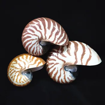 7-13CM Gran Tornillo Natural de Concha de Nautilus Shell de Estrellas de mar en Casa Escritorio Tanque de Peces Accesorios de Acuario Decoración Figuritas en Miniatura de Regalo