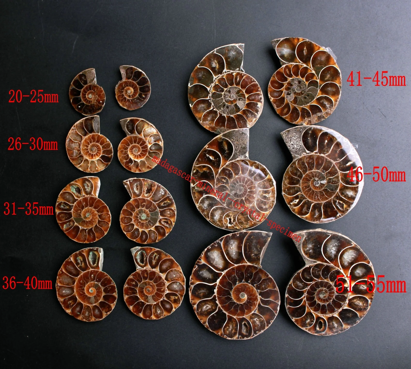 Impresionante! 1 Par de Split Amonita Fósiles Shell Amonita Fósiles Par Colgante de la Joyería de la Sanación Reiki Madagascar 0