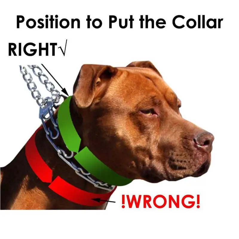 Perro de Patas de Formación Collar de Metal Choke Pizca Collar de Perro con Comodidad Consejos 1